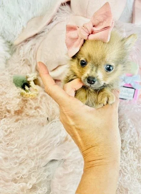 toy pomeranian cute dog for sale.jpg