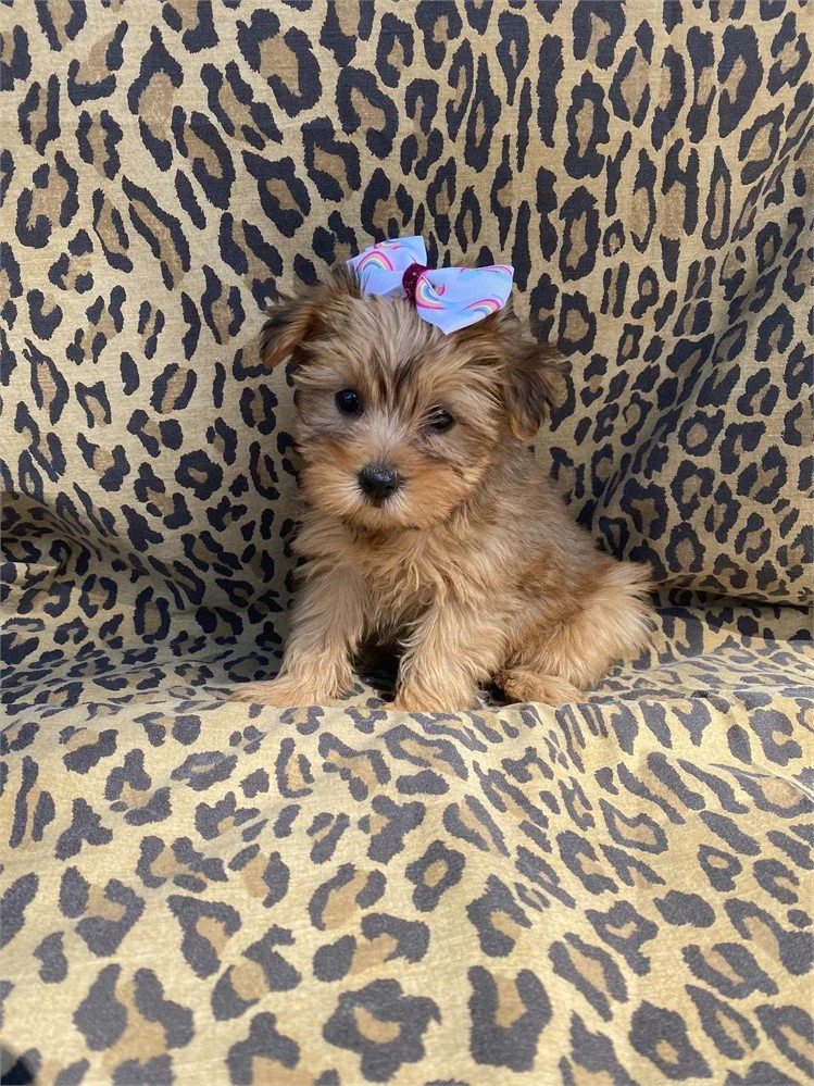 JESSICA  FEMALE    YORKIES   $3,050.00   #178