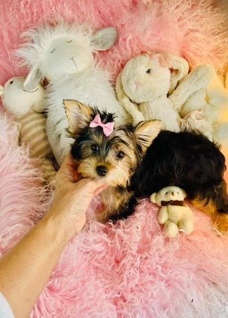 JESS  FEMALE     YORKIES   $2,550.00     #1783