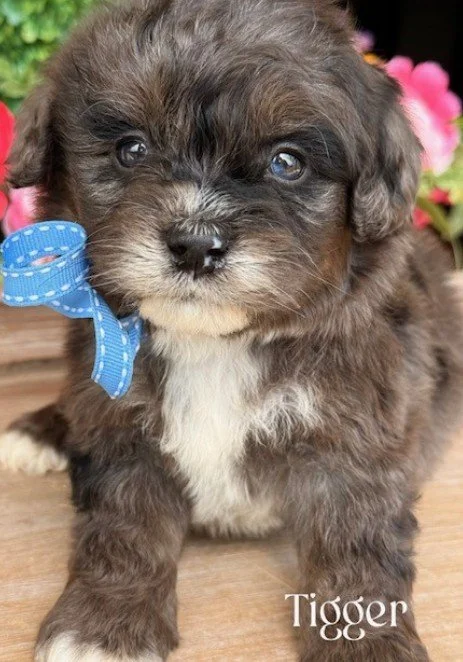 DARK  MALE    CAVAPOO      $3,950.00      #141   SOLD