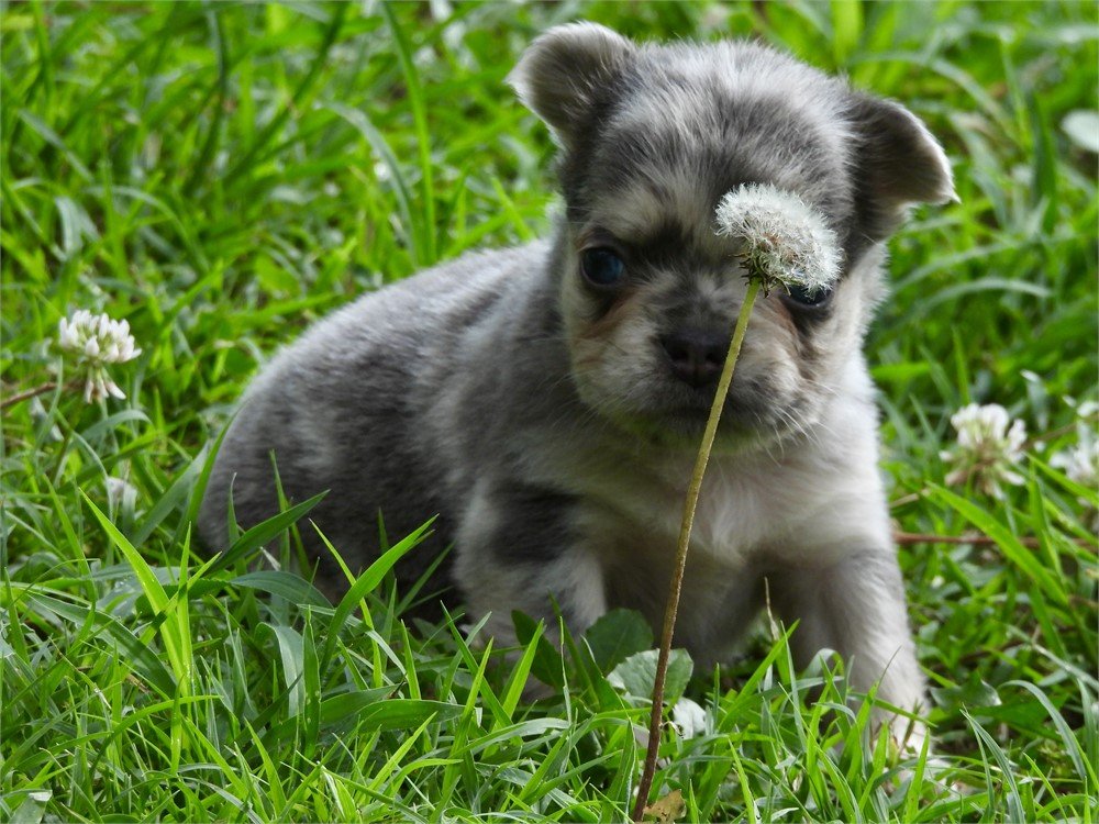 MINI FLUFFY FRENCH BULLDOG MALE FABIO $4,550.00 #117874-4y)