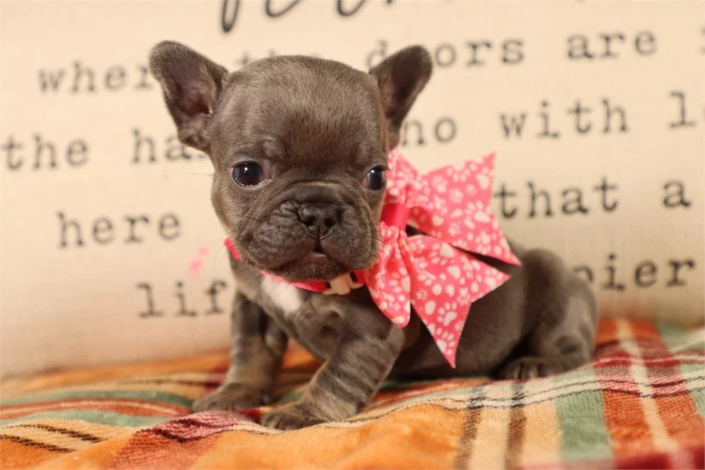MINI   FRENCHIE  FEMALE  FRANCHESCA   $3,950.00   #178-4