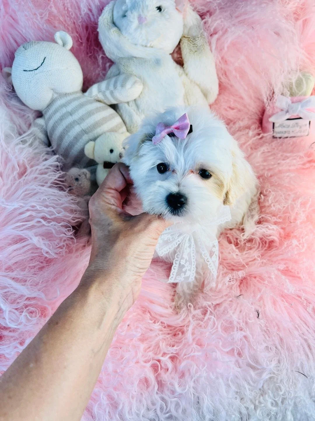 DEVANA    MALTIPOO    FEMALE   $2,550.00   #155