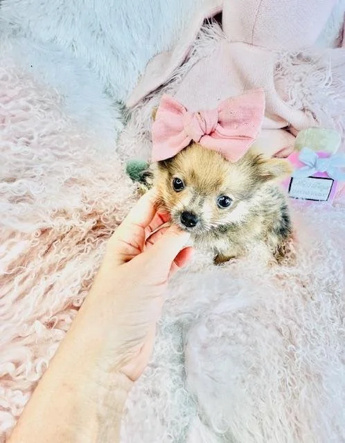 teacup pomeranian pupppies near me.jpg