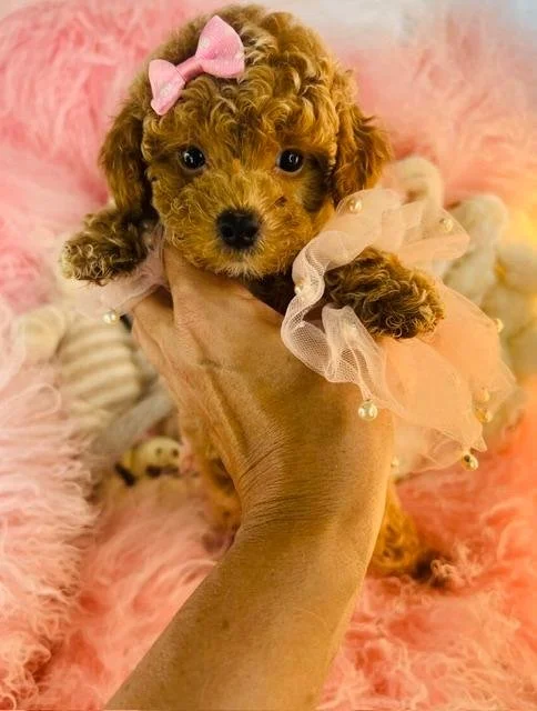 POODLE    FEMALE  MINI     PIPA    3,950.00     #1725