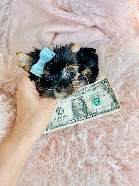 TEACUP JASON  $4,950.00      #T12151-1