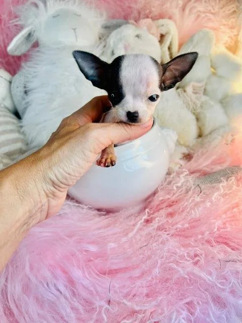 SMALLEST PUPPY WE HAVE - CHICHI   CHIHUAHUA    TEACUP/POCKETBOOK  MALE  $6,550.00    #155