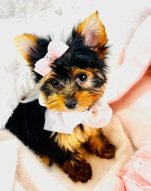 JAMILA TEACUP YORKSHIRE TERRIER FEMALE PUPPY $3,550.00 #11787-7