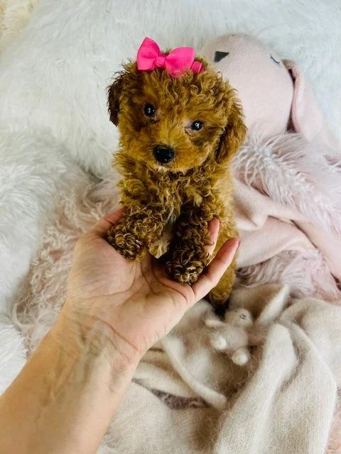 POODLE PUPPY    PEARL       $3,950.00   #14547-2