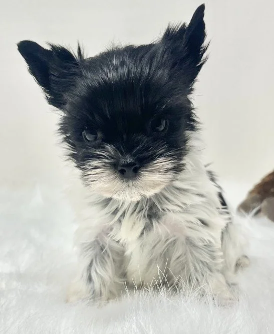 yorkshire-terrier-2343t534.jpg