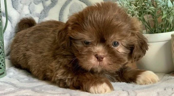 Shih Tzu Puppies for Sale in Miami