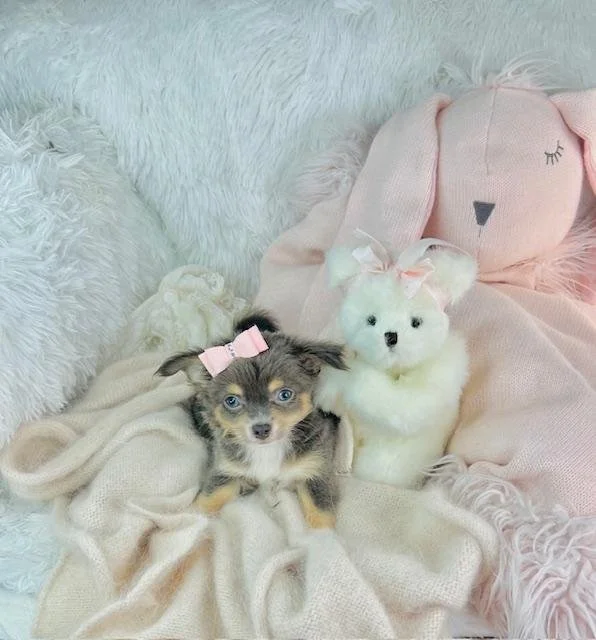 CHIHUAHUA FEMALE TEACUP CHARO $4,550.00 #15777-3