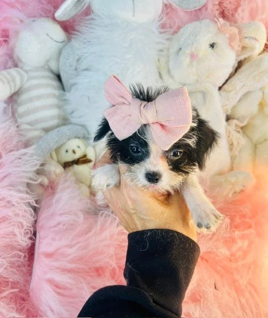 DAISY   TEACUP/POCKETBOOK MORKIE   $3,950.00  #14547
