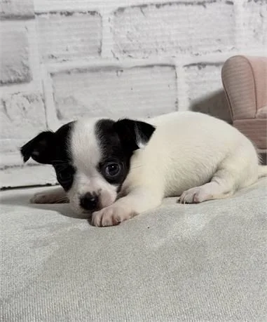 CHIHUAHUAS PUPPIES FOR SALE    CIA      $3,950.00   #141