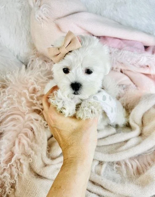 cute maltese puppies for sale.jpg