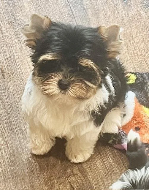 JERA FEMALE TEACUP/POCKETBOOK YORKIE PUPPY FOR SALE $5,550.00 #147877-8