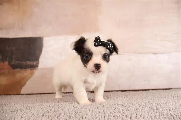 CHRISTAL FEMALE   TEACUP   $3,950.00    #245