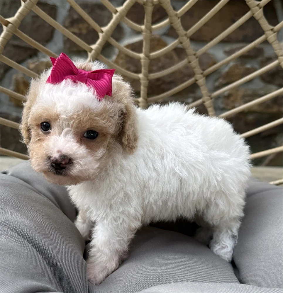 FEMALE POODLE  PRESTA      $3,950.00  #1781