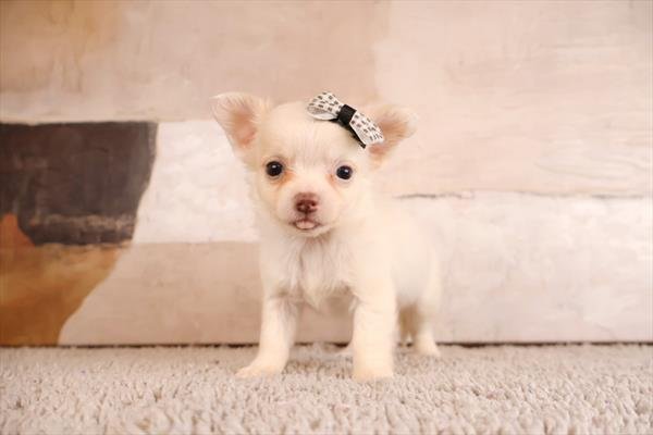 CLARISE  FEMALE  TEACUP/POCKETBOOK CHIHUAHUA    $3,950.00    #244