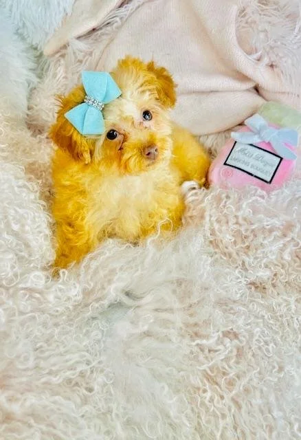 poodle dog- cute toy.jpg