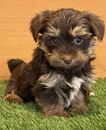 JERRY   YORKIE  MALE   $2,550.00     #113