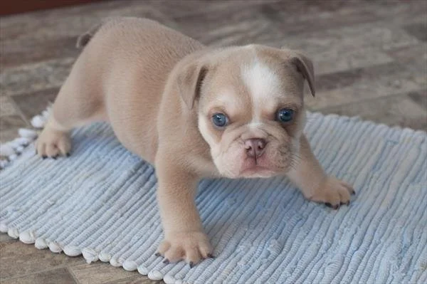 FRANCE    MALE  FRENCHIE  $4,550.00  #21457