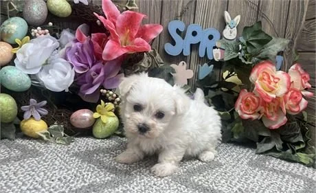 FEMALE   NATALLY  $2,550.00    #171