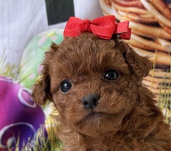 DIANA   GOLDENDOODLE FEMALE     $3,550.00   #119