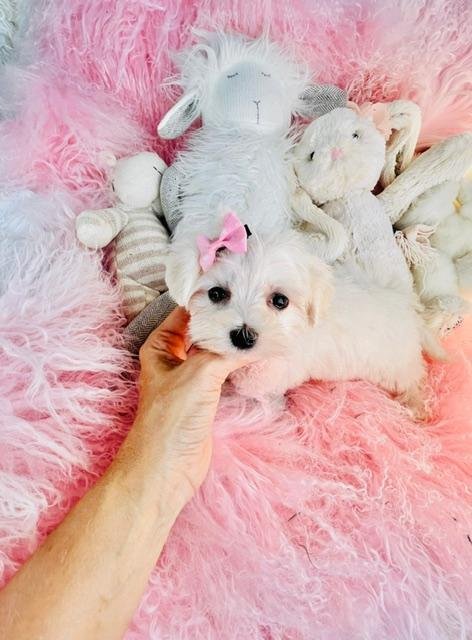 MAR  FEMALE TEACUP MALTESE PUPPY     $3,5950.00  #18