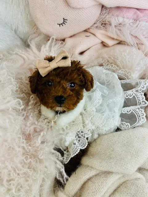 POODLE FEMALE PUPPY    PERRITA    $3,550.00    #174-4