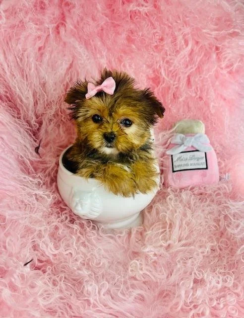 DALIA    HAVANESE/YORKIE  TEACUP   FEMALE   $3,550.00   #1287