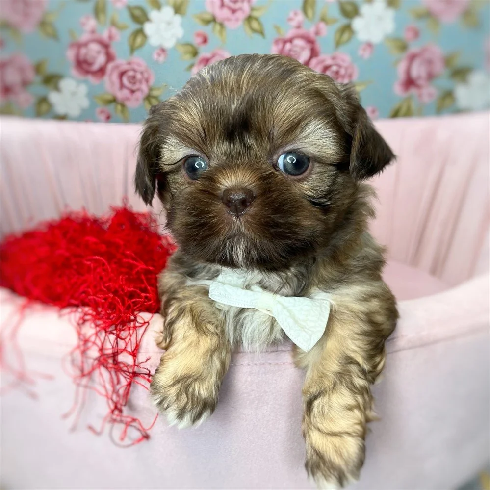 MALE SHIH TZU PUPPY   SOY     $2,950.00   #T15