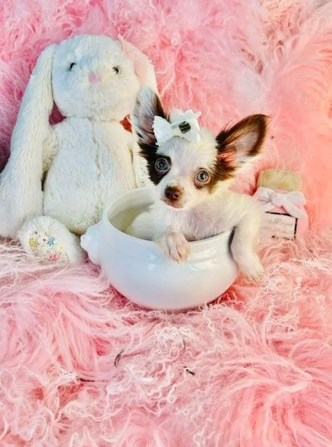 CHIHUAHUA   FEMALE  TEACUP CAILY      $3,950.00    #144-62671705