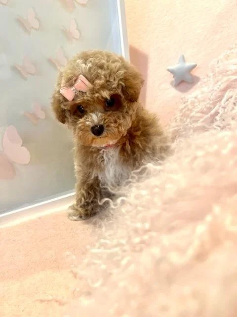 Under $500 Miniature Toy Poodle Breeders Top Mini Teacup Poodle