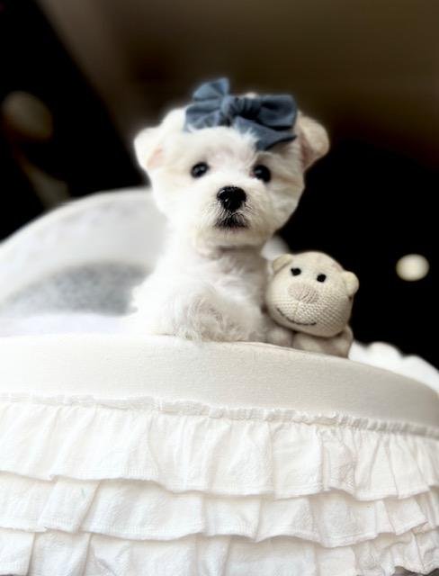 maltese-dog-near-me.jpg