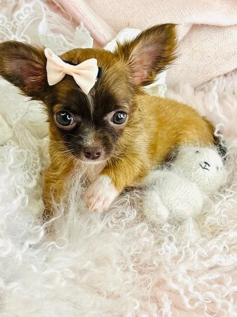 CHIHUAHUA    FEMALE  TEACUP/POCKETBOOK CAREN   $5,550.00    #128254-4