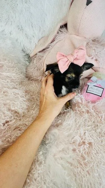 CHIHUAHUA  FEMALE TEACUP   CHERRY $2,550.00  #1444