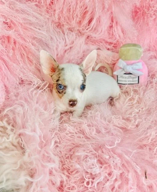 CHIHUAHUA  FEMALE  TEACUP  CANDYS     $3,050.00    #158