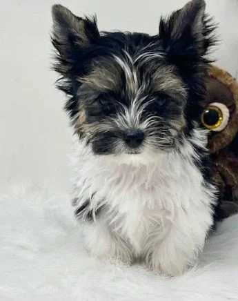 YORKIE MALE    TEACUP   JAS    $4,550.00   #155-5