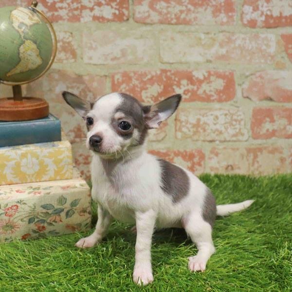 CASIA   FEMALE  TEACUP  CHIHUAHUA  $3,950.00      #2417