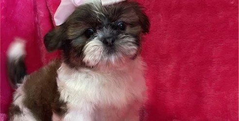 Shih Tzu Puppies for Sale