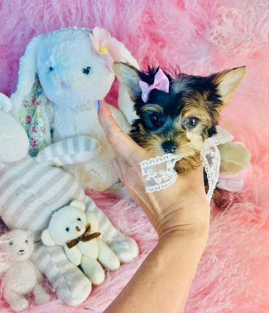 JESS  FEMALE     YORKIES   $3,550.00     #1783
