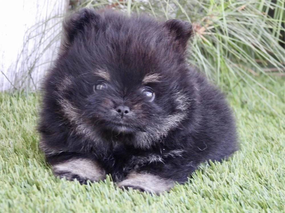 FEMALE   POMERANIAN  TEACUP/POCKETBOOK  PRINCESS    $4,550.00    #1122