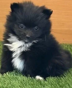 FEMALE  TEACUP  POMERANIAN PUPPY  PADEN  $3,950.00  #158