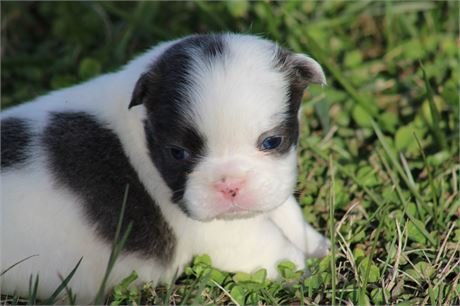 french-bulldog-puppy-for-sale-1.jpg