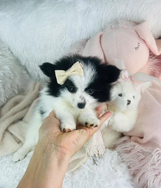 pomeranian-23455.jpg