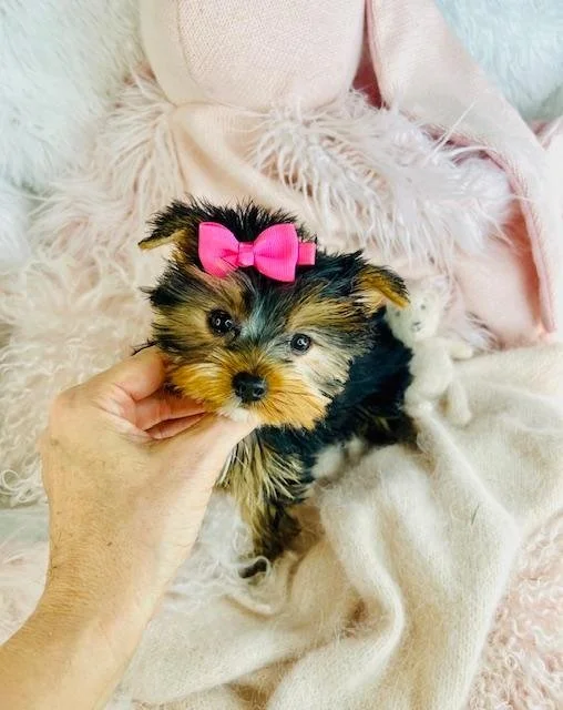 yorkshire-terrier-puppies-tampa-from-breeders.jpg
