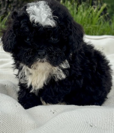 POODLE    FEMALE PUPPY   PATCHY   $3,950.00   #1271