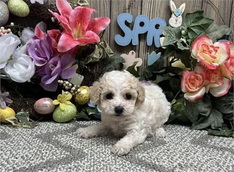POODLE    MALE PUPPY   PENN     $2,950.00   #125