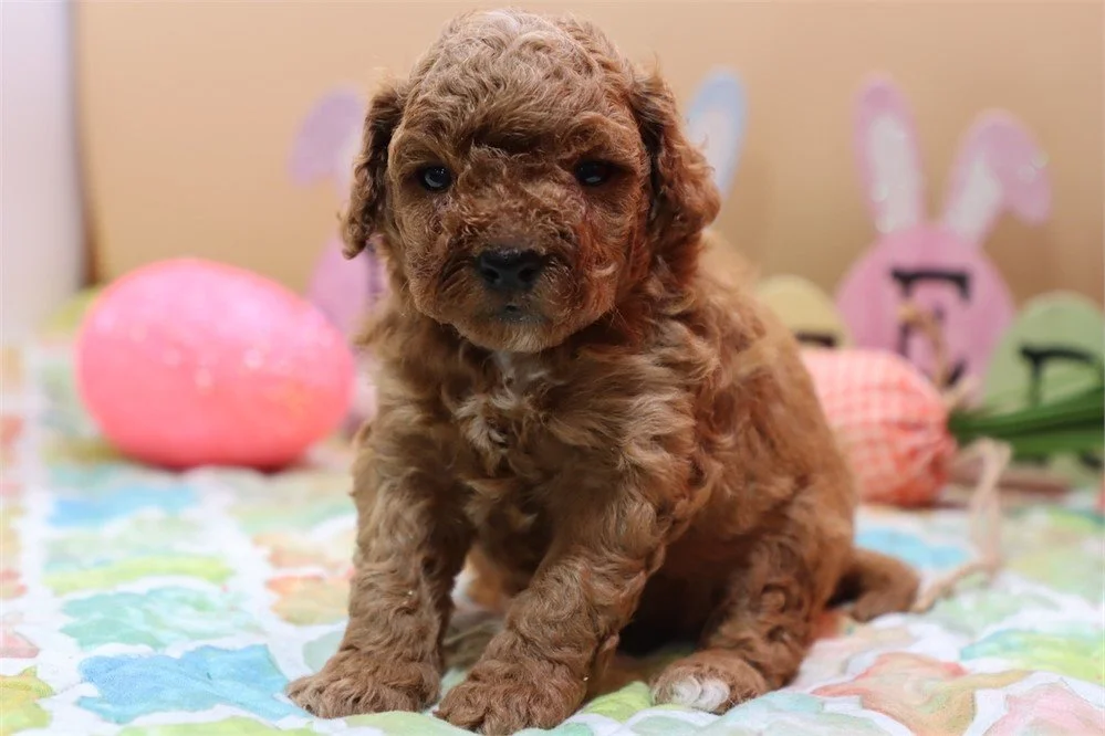 GOLDENDOODLE  DEN  MALE    $3,050.00   #147